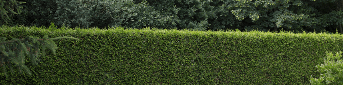 tall hedges